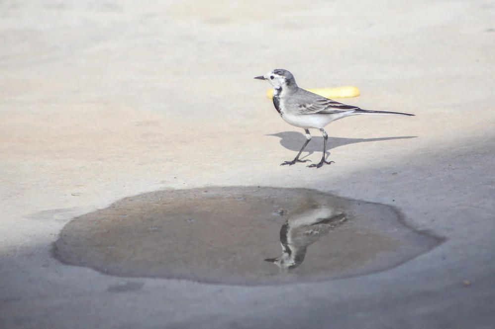 El gorrión común está desapareciendo de las zonas urbanas por causas que todavía no están muy claras.