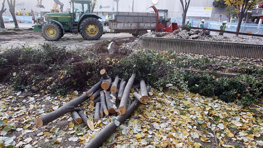 Treuen els arbres de  la plaça d&#039;Espanya