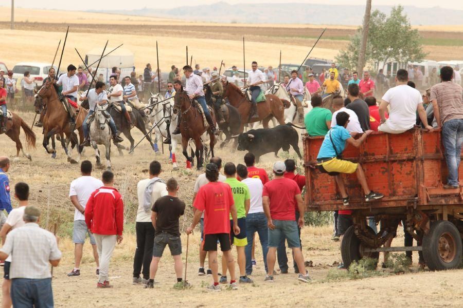 Segundo encierro taurino en Guarrate