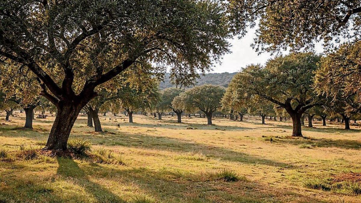 La dehesa extremeña, ejemplo de fortaleza y resiliencia.