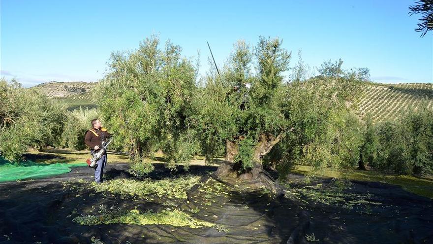 Un estudio revela que la mejor cubierta para los olivos es la herbácea