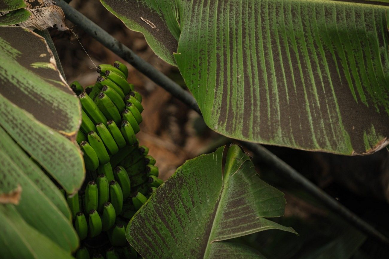 Agricultores recogen los plátanos de sus fincas llenas de ceniza del volcán en erupción en La Palma