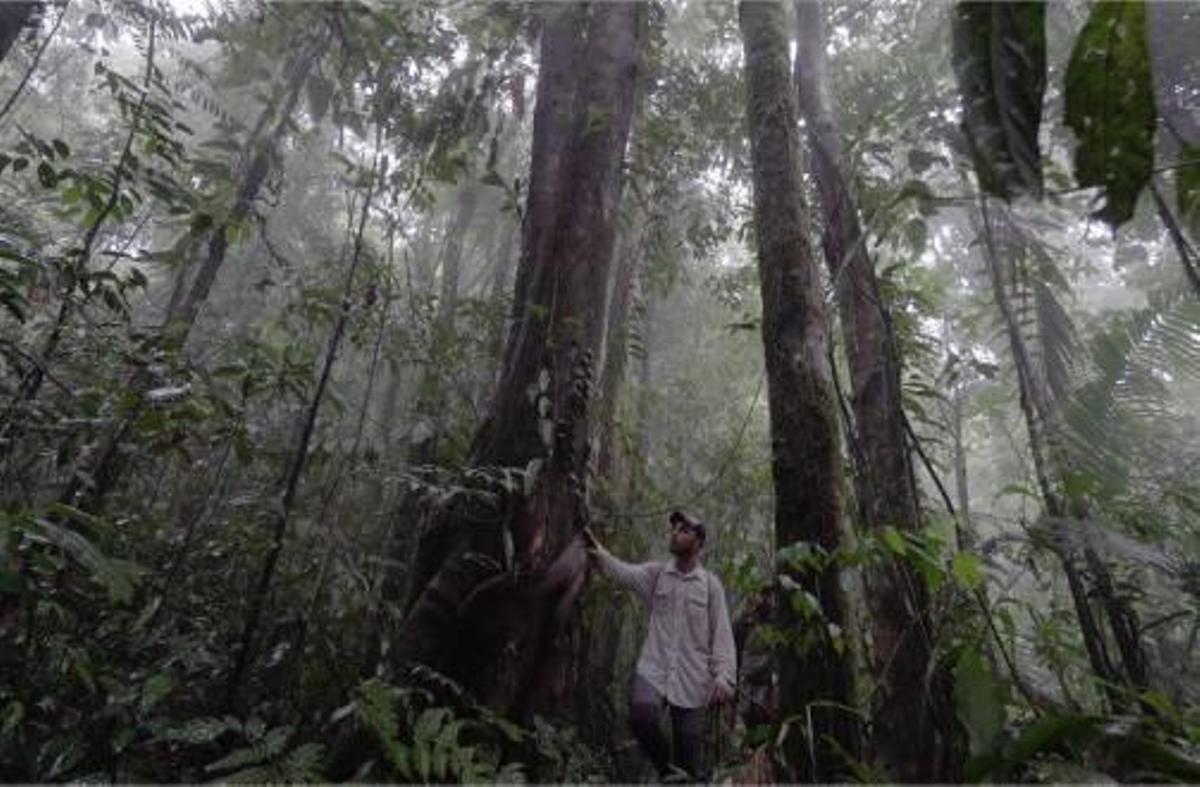 Nacho Solano crea un jardín vertical de 115.000 plantas y 3.000 metros  cuadrados