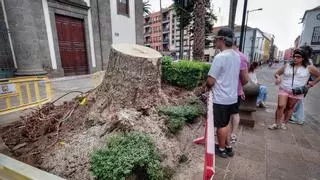 Recuperando Caminos pide investigar la caída del drago de la Catedral de La Laguna