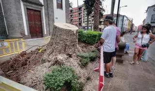 Ya se conocen las causas del desplome de un drago monumental en Tenerife: exceso de agua, un mal enraizamiento y el sobrepeso
