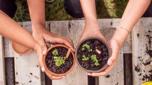 Lápices plantables de Sproutworld.