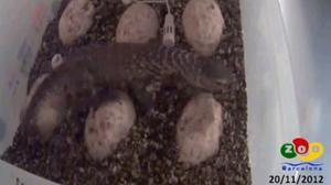 Naixement del dragó de Komodo al Zoo de Barcelona