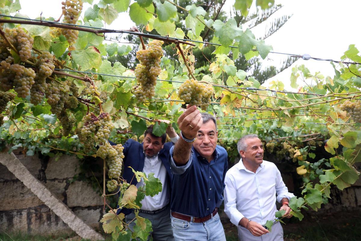 El conselleiro probó las uvas.