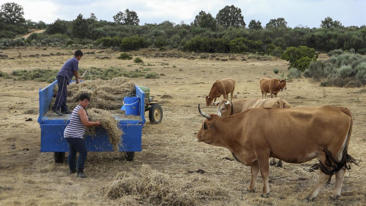 Ganaderos zamoranos alimentan a su cabaña en un pueblo de la provincia.