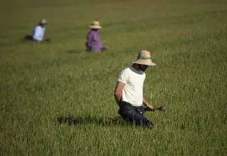 El Gobierno publica en plena jornada de protesta la lista de 139.000 agricultores que recibirán 269 millones por la sequía