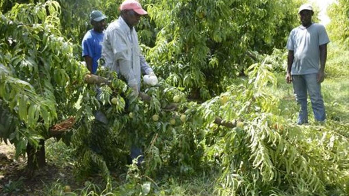 Unos recolectores en un campo de frutales afectado por el temporal, en Torres de Segre, ayer.