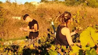 Los alumnos del IES de Teulada del ciclo ‘Olis d’oliva i Vins’ elaboran sus primeros vinos