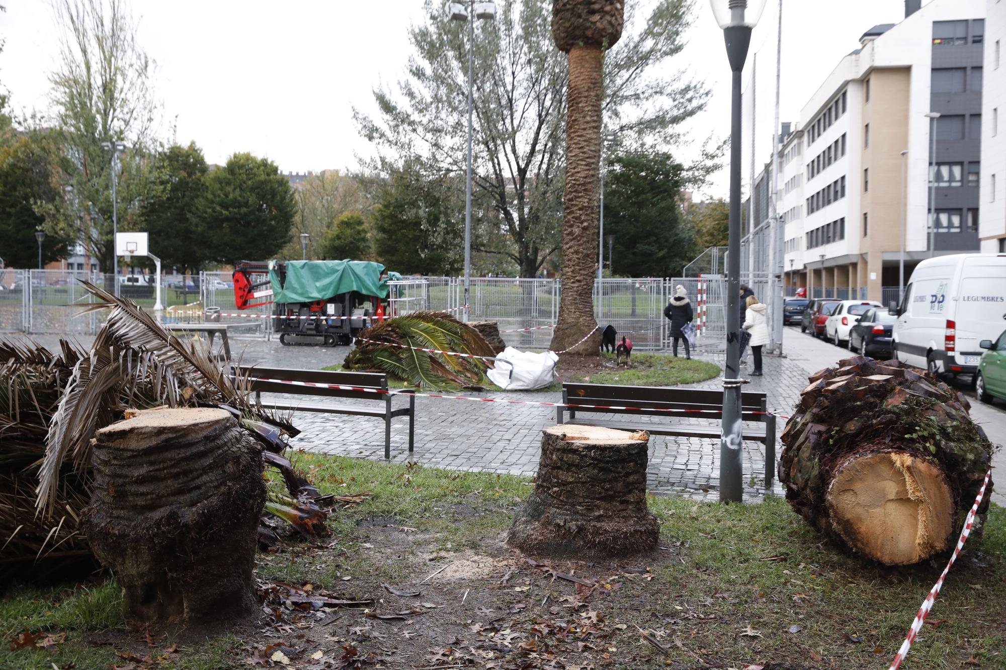 El parque de Las Palmeras se queda sin los árboles que le dan nombre por una plaga