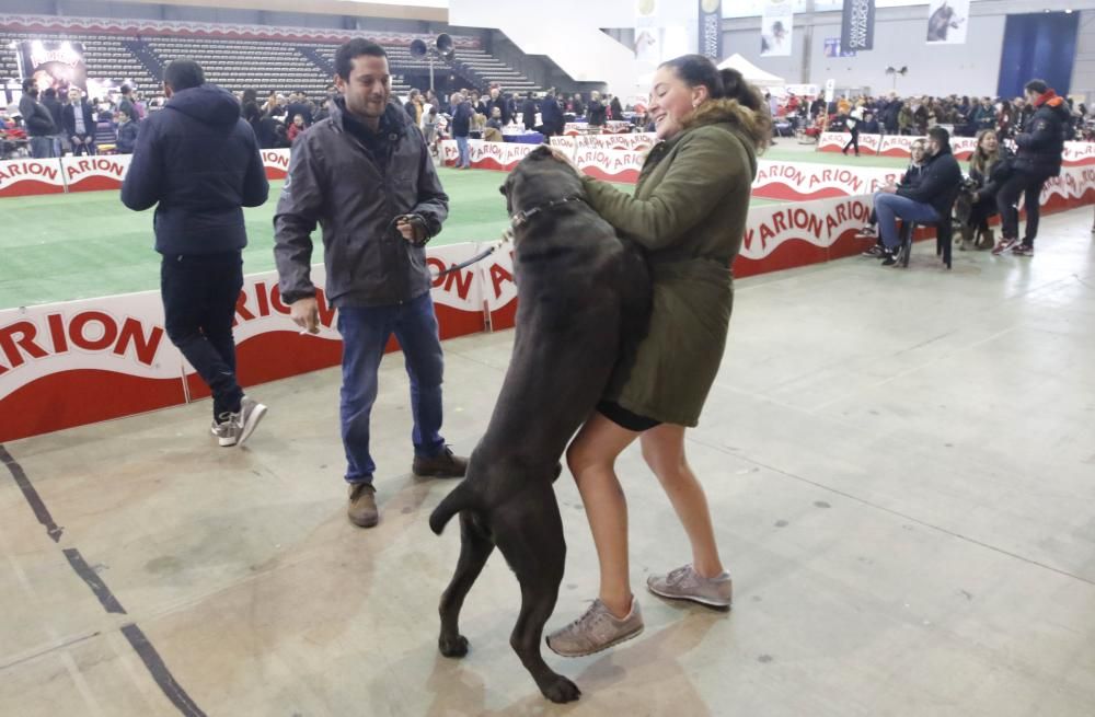 Los perros toman el Ifevi