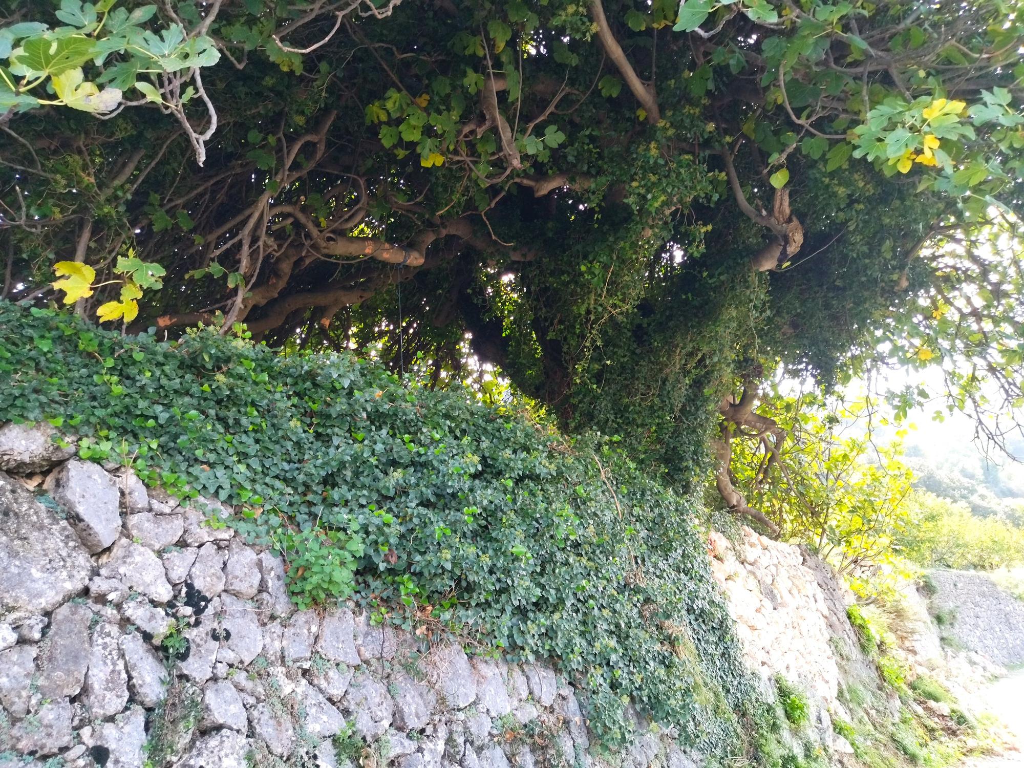 Una catedral esculpida por el agua: el Barranc de l'Infern y sus 6.000 escalones