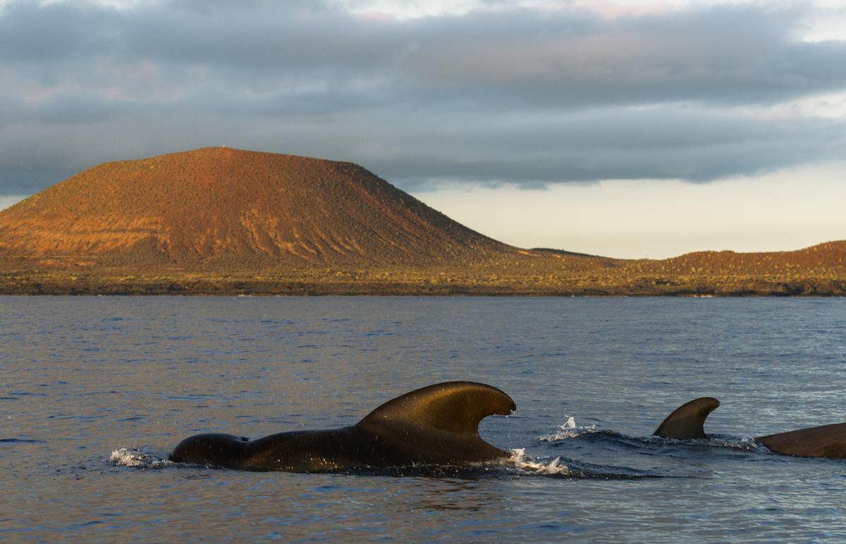 Un grupo de calderones frente a la costa de Tenerife