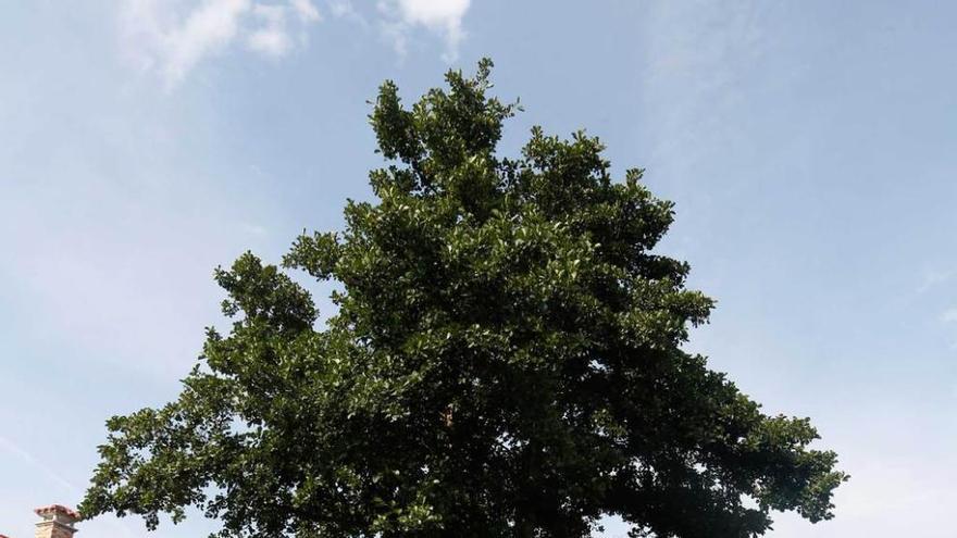 Árbol centenario de Santiago del Monte.