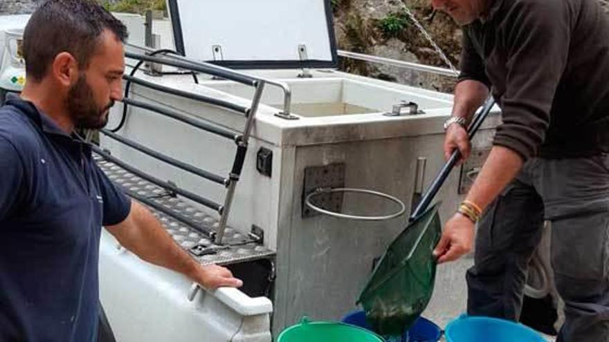 Sueltan 21.000 alevines de trucha en el Cares, el Casaño y el Ribeles