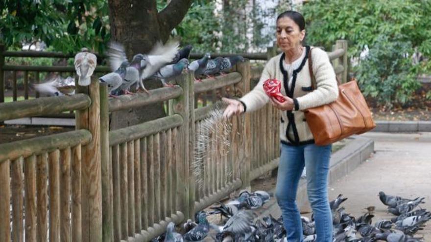 Equo Asturias alerta de que las multas a los &quot;cebadores&quot; de gatos y palomas puede alentar la colocación de veneno en la calle