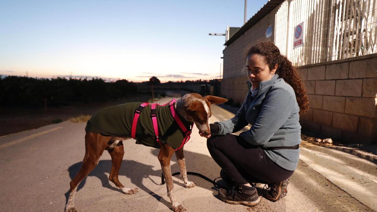 Refugio de animales de Benimàmet, que ahora cambiará de gestor.