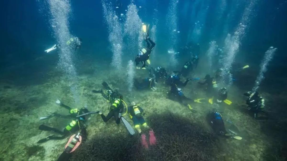 Plantación de posidonia en ses Salines