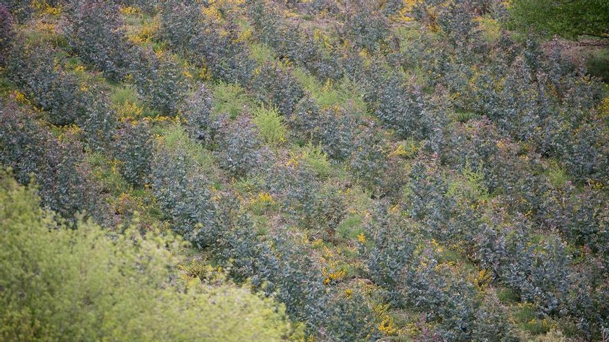 Spain will plant 3.5 million trees to help with nature restoration at the European level