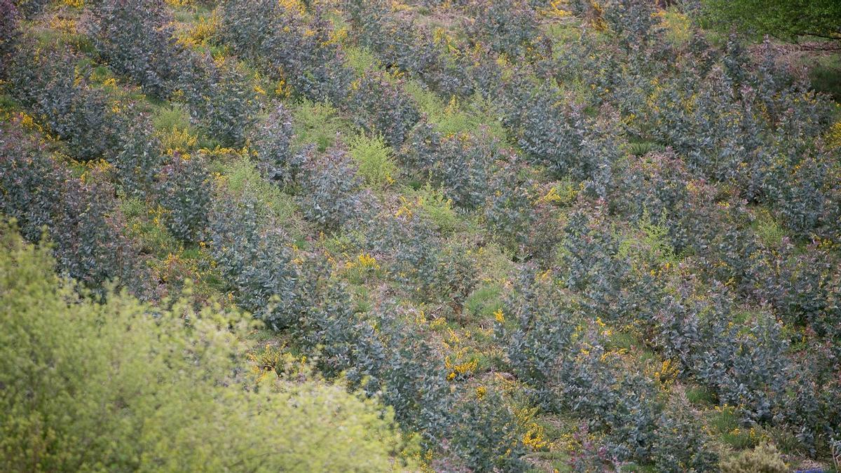 España plantará 3,5 millones de árboles para ayudar a la restauración de la naturaleza a nivel europeo