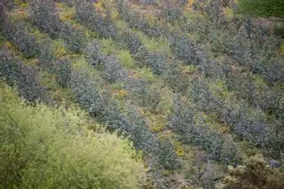 España plantará 3,5 millones de árboles para ayudar a la restauración de la naturaleza a nivel europeo