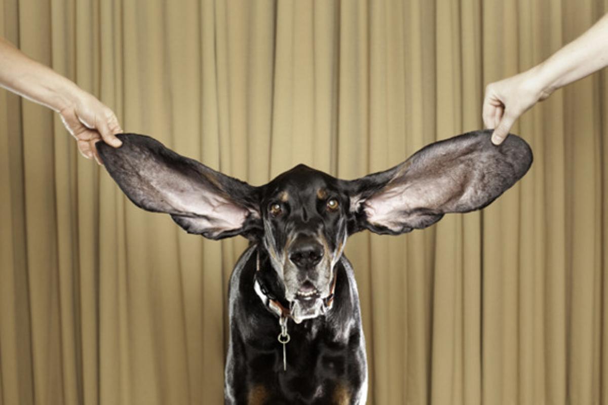 Harbor, un gos pastor de 8 anys, té el rècord Guinness al ser el gos amb les orelles més llargues del món.