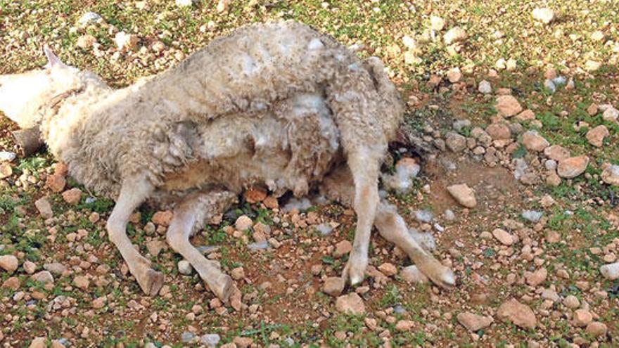 Una de las ovejas muertas el pasado 16 de enero en la ´possessió´ de Santa Ponça.