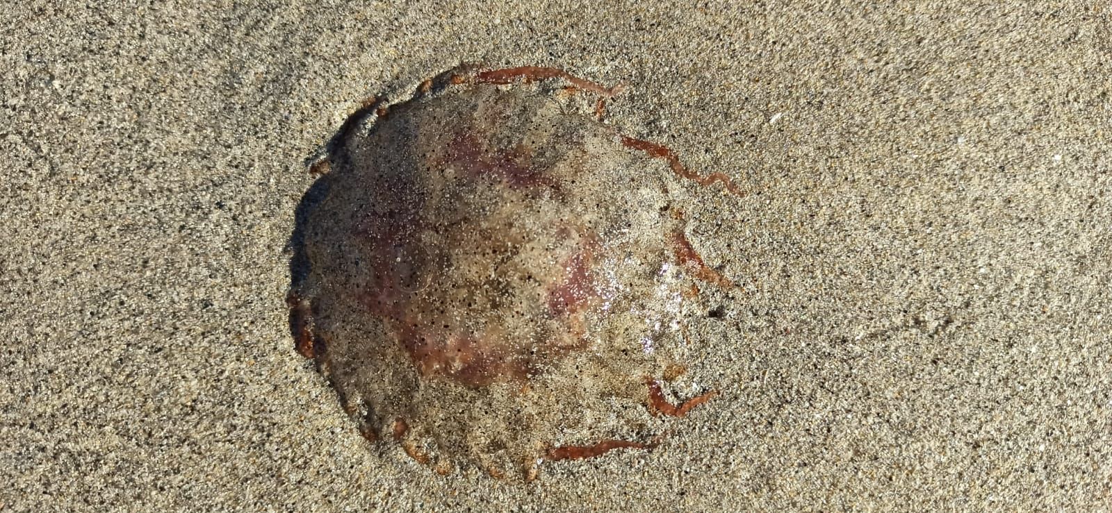 La playa de Barra, hogar de decenas de medusas