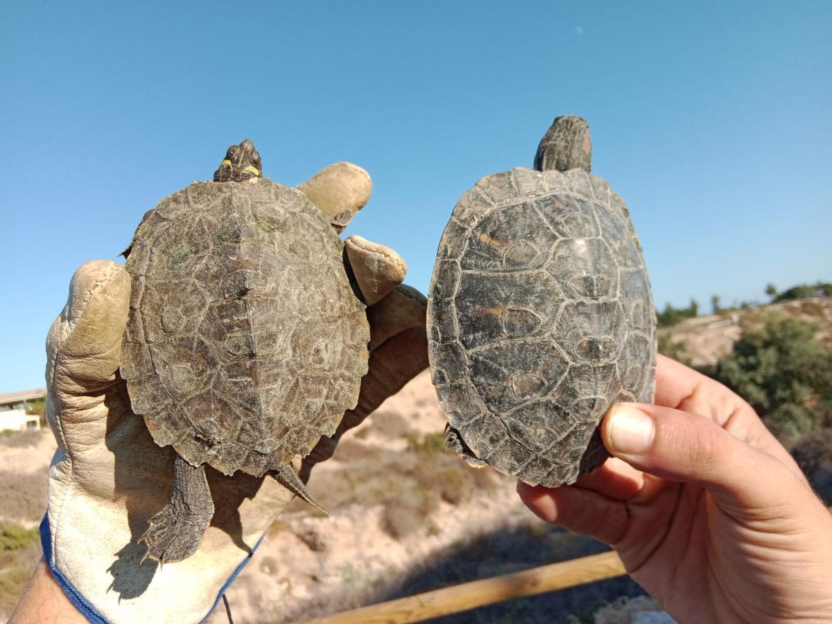 Tortugues invasores capturades dins del Projecte Emys Vinalopó 2025.