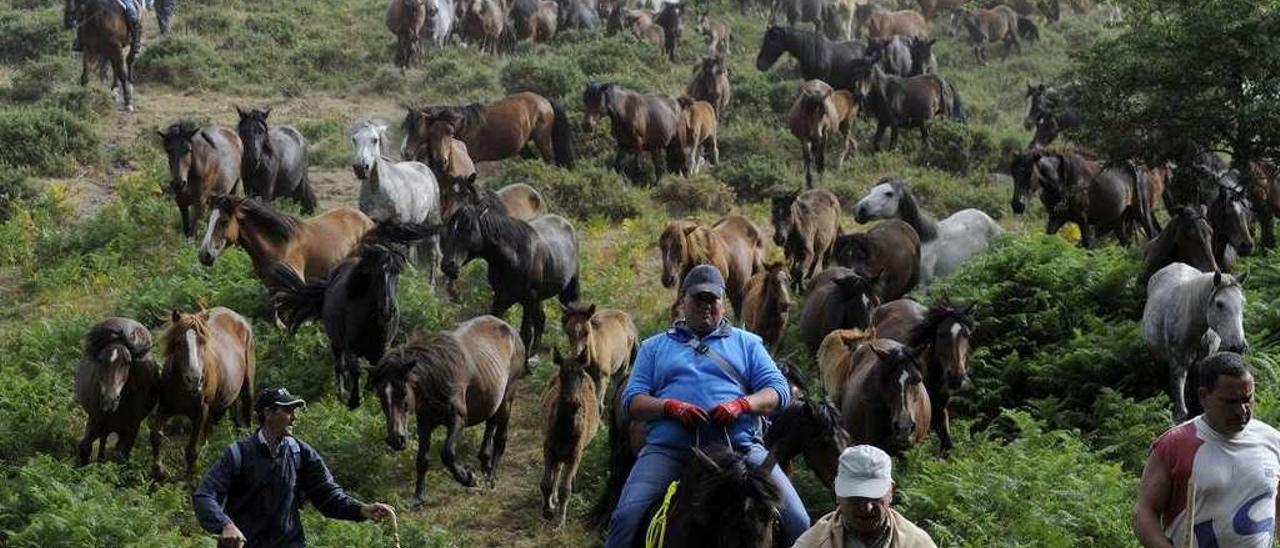 Reunión de manadas en una edición anterior de la Rapa das Bestas de Sabucedo. // Bernabé/Javier Lalín.