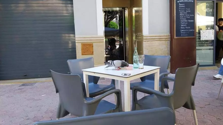 El plan de control de palomas urbanas que aplica Alzira se aproxima ya a las mil capturas