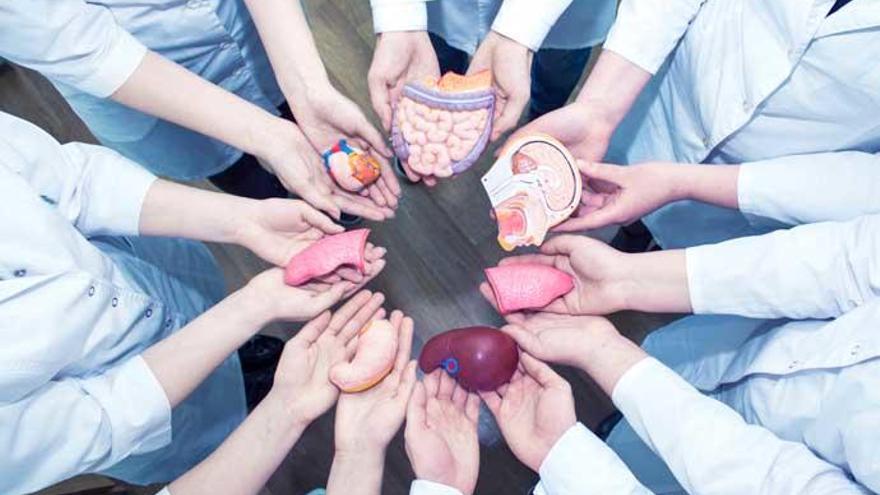 Un equipo mÃ©dico con maquetas de Ã³rganos.