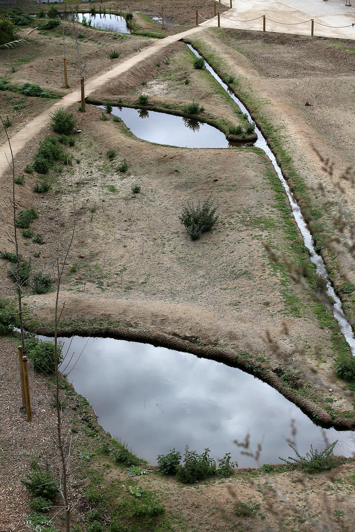 Refugio de la biodiversidad en el rio Besòs