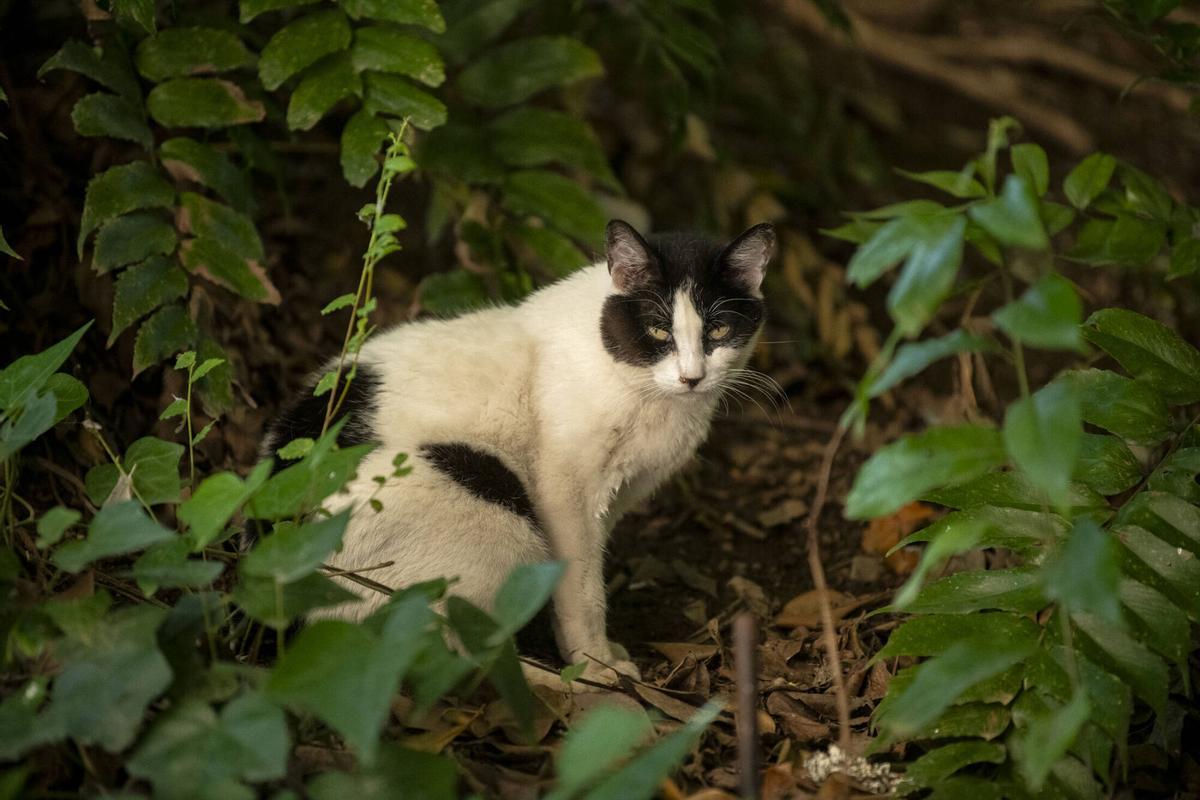 Gato comunitario de la colonia felina Universigats, ubicada en el jardín de la UB. Barcelona, 25 de junio de 2026. Foto: Belén González / EP