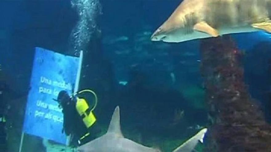 Mireia Belmonte dice adiós al 2012 entre tiburones