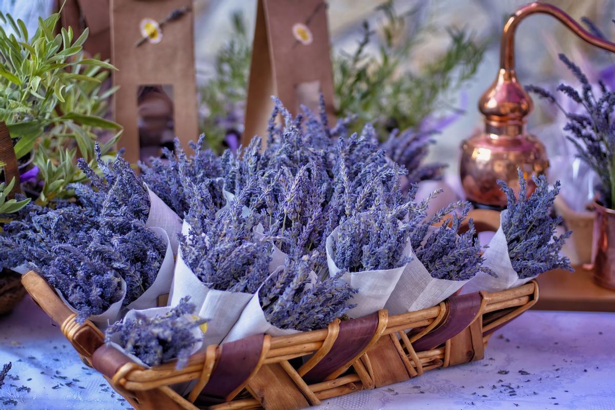 Todo en Brihuega gira en torno a la lavanda