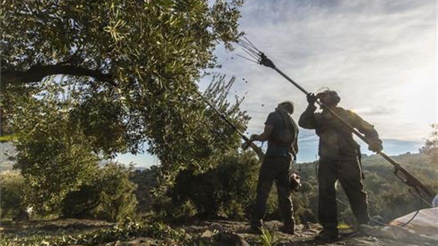 Asaja señala que la campaña de la aceituna va al 70% en la provincia