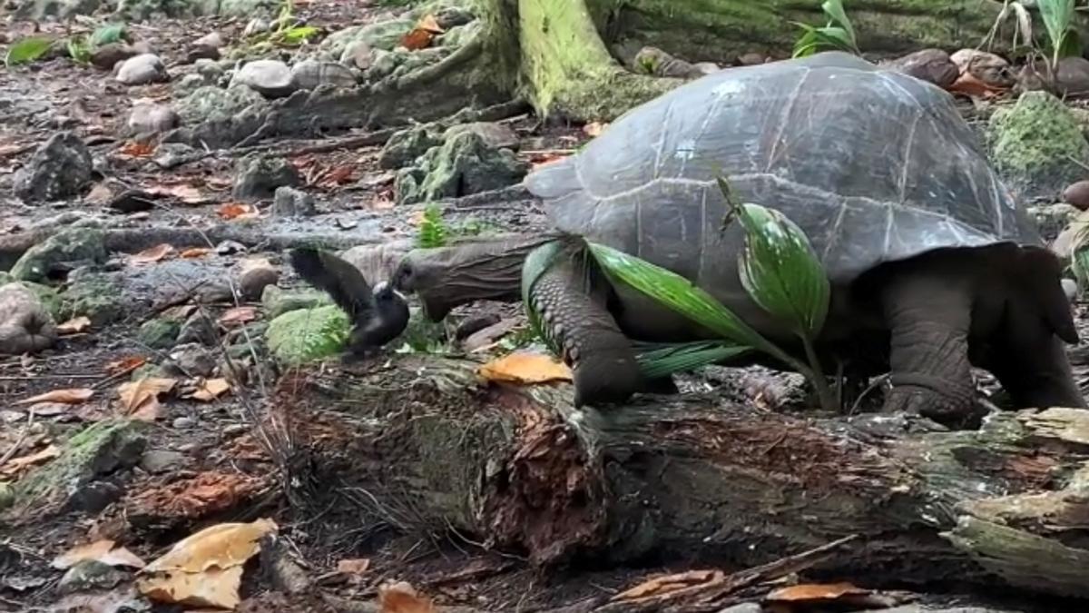 tortuga gigante