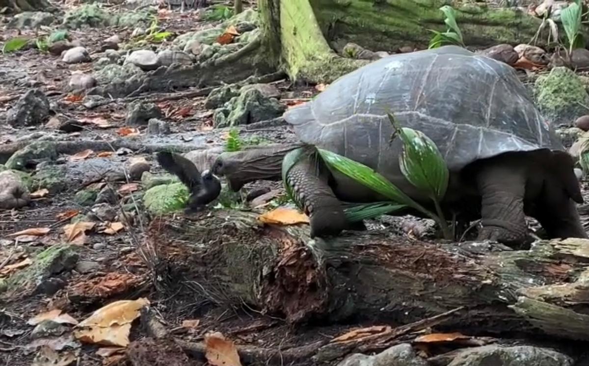 Una tortuga gegant vegetariana ataca i caça una cria d’ocell a les Seychelles