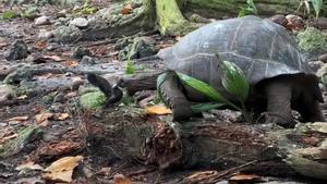 Una tortuga gegant vegetariana ataca i caça una cria d’ocell a les Seychelles