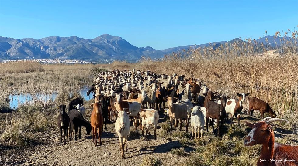 Parque natural de la Marjal de Pego-Oliva