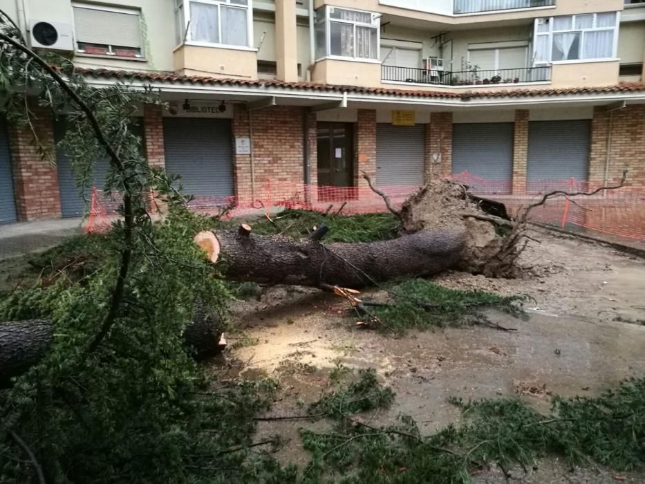 La pluja tomba un gran arbre al barri de la Font