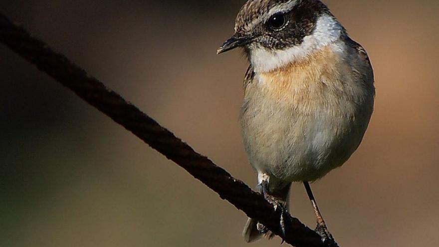 Las Reservas de la Biosfera de Anaga y Fuerteventura se hermanan