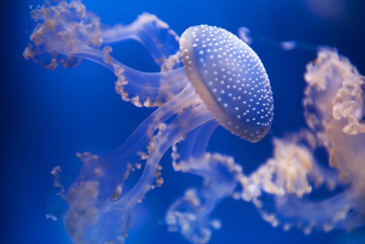Medusas Australia