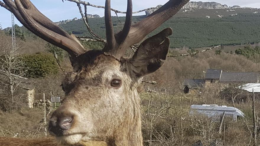 Abaten al ciervo Carlitos, por cuyo indulto una aldea movilizó a 54.000 personas