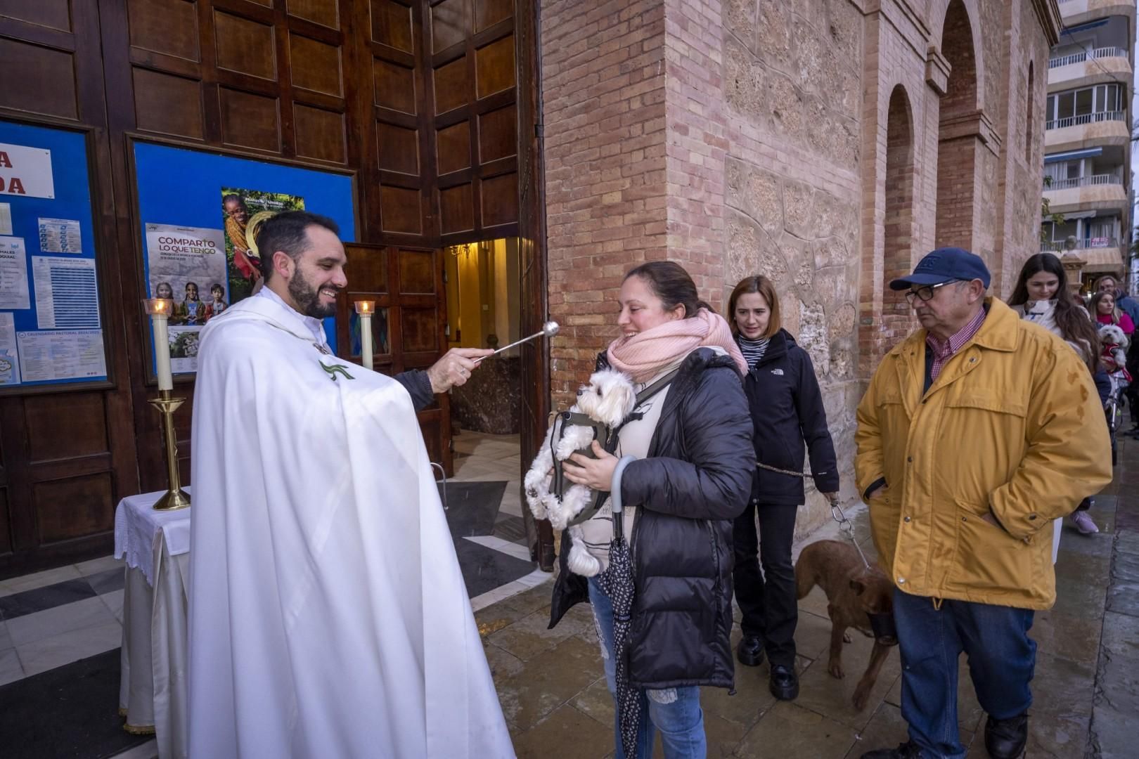 Bendición de animales por San Antón bajo una lluvia invernal en Torrevieja
