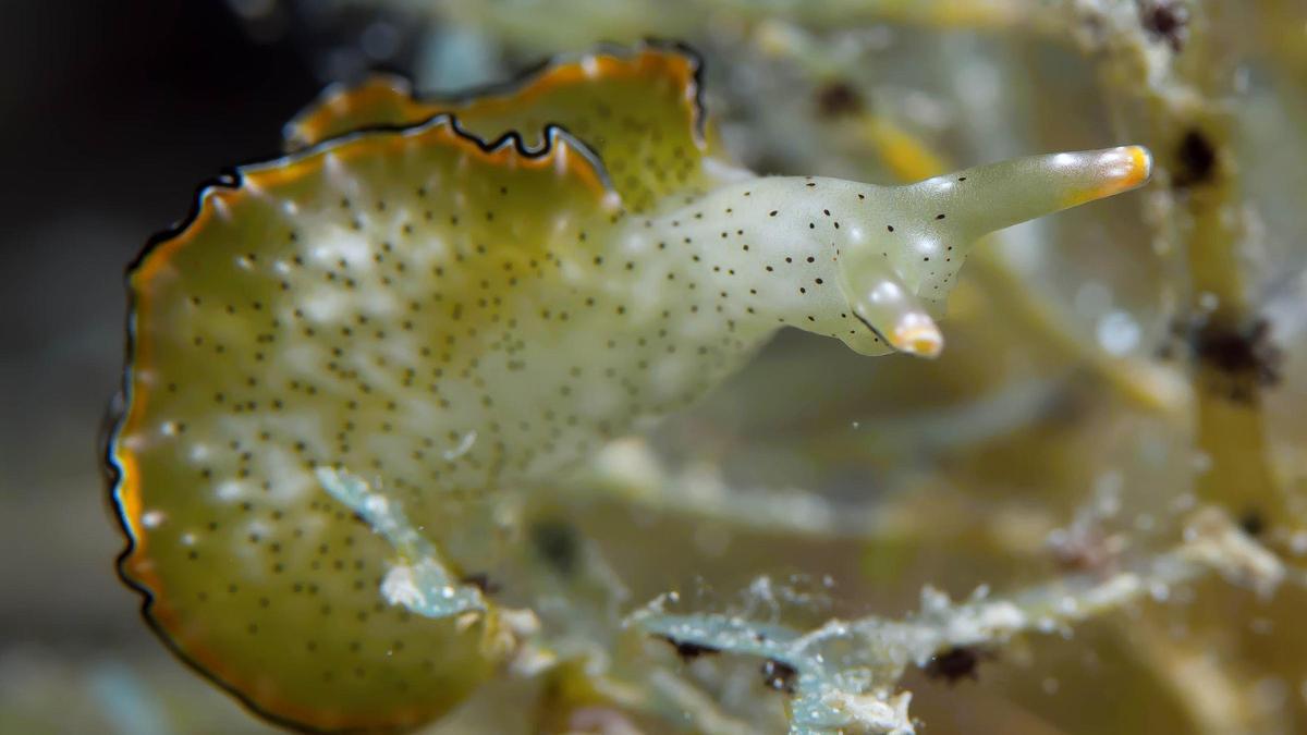 Este animal puede separar la cabeza del cuerpo y regenerarlo a partir de la cabeza.